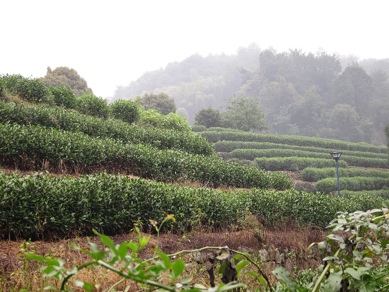 Tea fields near Hangzhou.